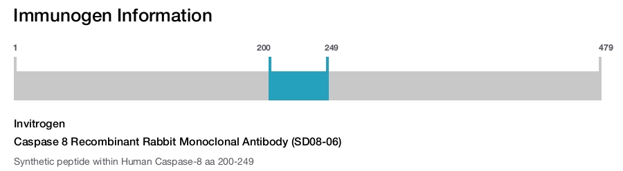 Caspase 8 Recombinant Rabbit Monoclonal Antibody (SD08-06)