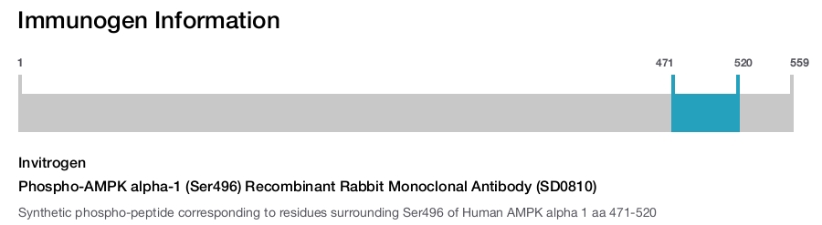 Phospho-AMPK alpha-1 (Ser496) Recombinant Rabbit Monoclonal Antibody (SD0810)
