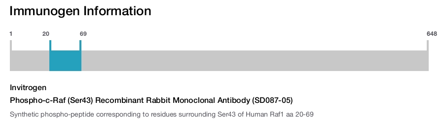 Phospho-c-Raf (Ser43) Recombinant Rabbit Monoclonal Antibody (SD087-05)