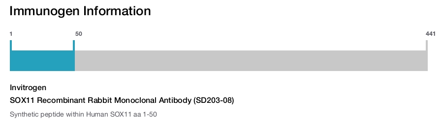 SOX11 Recombinant Rabbit Monoclonal Antibody (SD203-08)