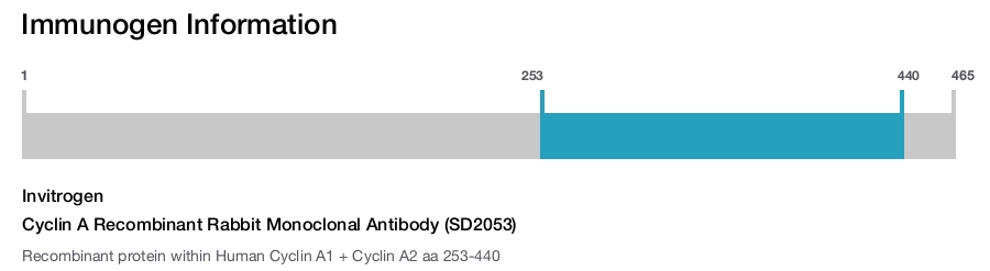 Cyclin A Recombinant Rabbit Monoclonal Antibody (SD2053)