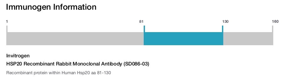 HSP20 Recombinant Rabbit Monoclonal Antibody (SD086-03)