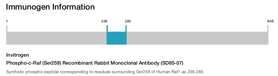 Phospho-c-Raf (Ser259) Recombinant Rabbit Monoclonal Antibody (SD85-07)