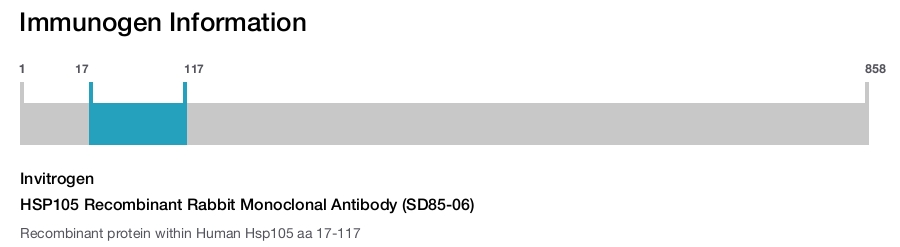 HSP105 Recombinant Rabbit Monoclonal Antibody (SD85-06)