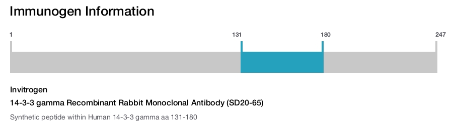 14-3-3 gamma Recombinant Rabbit Monoclonal Antibody (SD20-65)