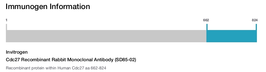 Cdc27 Recombinant Rabbit Monoclonal Antibody (SD85-02)