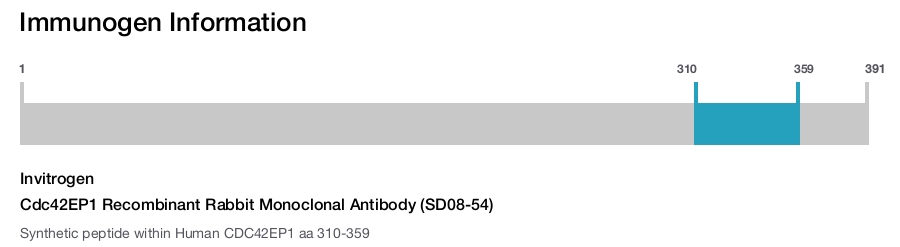 Cdc42EP1 Recombinant Rabbit Monoclonal Antibody (SD08-54)