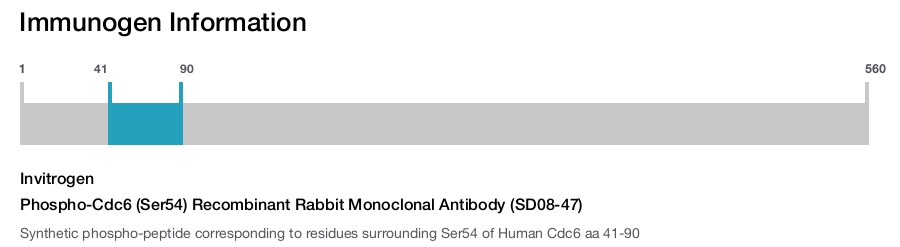 Phospho-Cdc6 (Ser54) Recombinant Rabbit Monoclonal Antibody (SD08-47)