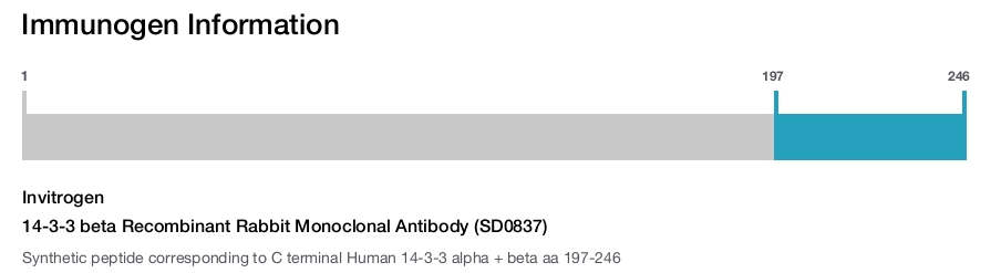14-3-3 beta Recombinant Rabbit Monoclonal Antibody (SD0837)