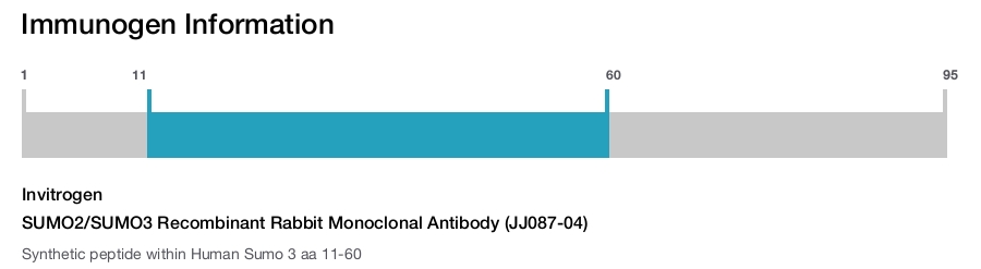 SUMO2/SUMO3 Recombinant Rabbit Monoclonal Antibody (JJ087-04)