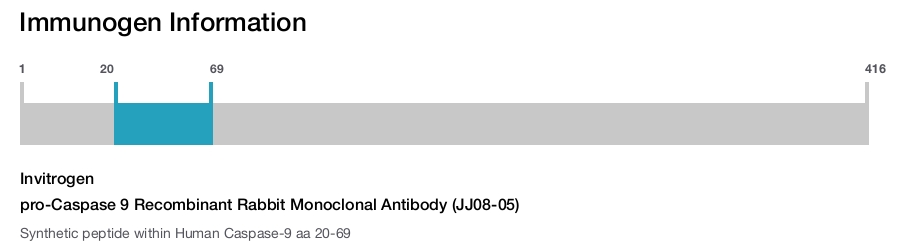 pro-Caspase 9 Recombinant Rabbit Monoclonal Antibody (JJ08-05)