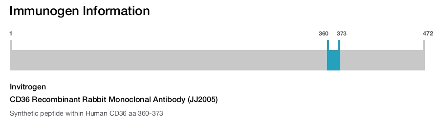 CD36 Recombinant Rabbit Monoclonal Antibody (JJ2005)