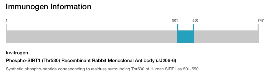 Phospho-SIRT1 (Thr530) Recombinant Rabbit Monoclonal Antibody (JJ206-6)