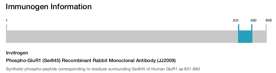 Phospho-GluR1 (Ser845) Recombinant Rabbit Monoclonal Antibody (JJ2009)