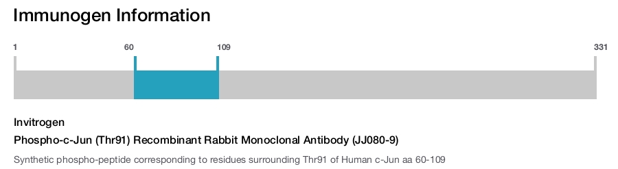 Phospho-c-Jun (Thr91) Recombinant Rabbit Monoclonal Antibody (JJ080-9)