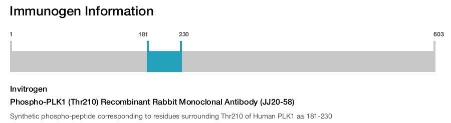 Phospho-PLK1 (Thr210) Recombinant Rabbit Monoclonal Antibody (JJ20-58)