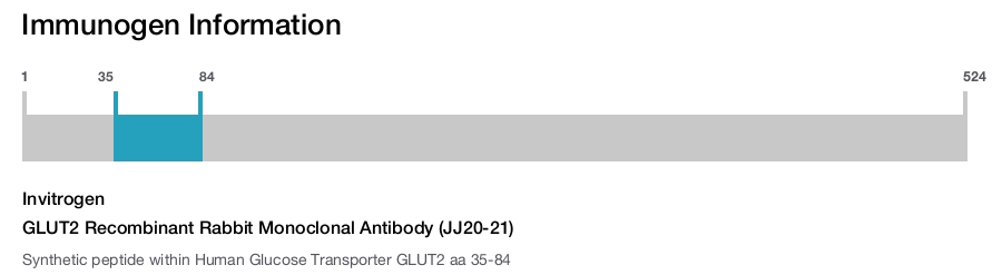 GLUT2 Recombinant Rabbit Monoclonal Antibody (JJ20-21)