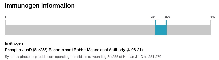 Phospho-JunD (Ser255) Recombinant Rabbit Monoclonal Antibody (JJ08-21)