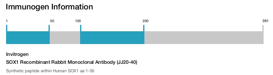 SOX1 Recombinant Rabbit Monoclonal Antibody (JJ20-40)