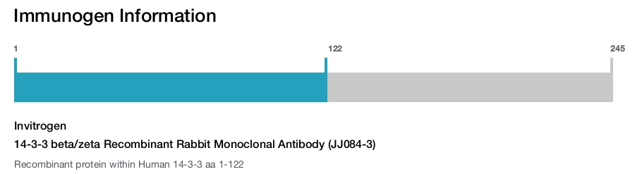 14-3-3 beta/zeta Recombinant Rabbit Monoclonal Antibody (JJ084-3)