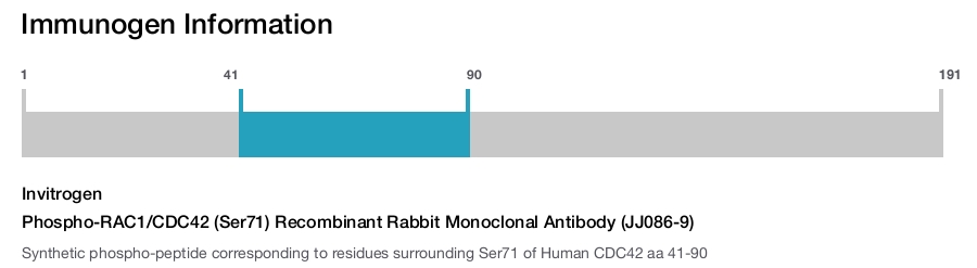 Phospho-RAC1/CDC42 (Ser71) Recombinant Rabbit Monoclonal Antibody (JJ086-9)