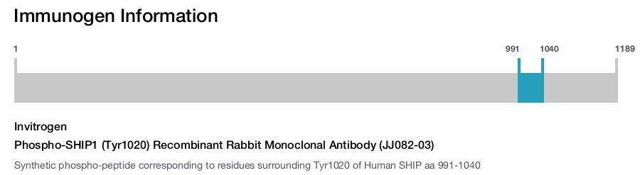 Phospho-SHIP1 (Tyr1020) Recombinant Rabbit Monoclonal Antibody (JJ082-03)