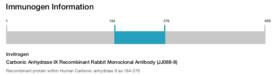 Carbonic Anhydrase IX Recombinant Rabbit Monoclonal Antibody (JJ088-9)