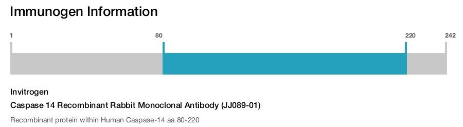 Caspase 14 Recombinant Rabbit Monoclonal Antibody (JJ089-01)