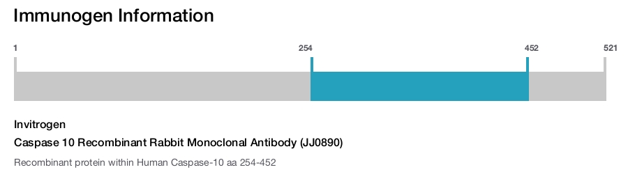 Caspase 10 Recombinant Rabbit Monoclonal Antibody (JJ0890)