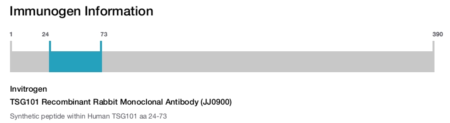TSG101 Recombinant Rabbit Monoclonal Antibody (JJ0900)