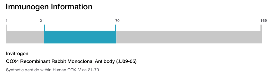 COX4 Recombinant Rabbit Monoclonal Antibody (JJ09-05)