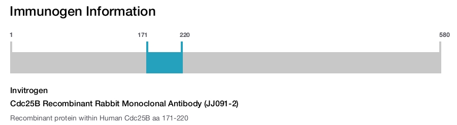 Cdc25B Recombinant Rabbit Monoclonal Antibody (JJ091-2)