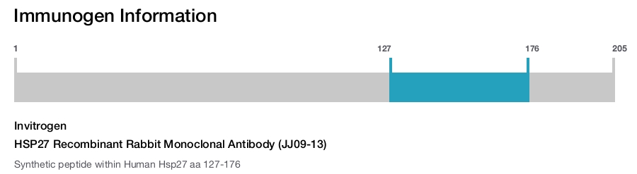 HSP27 Recombinant Rabbit Monoclonal Antibody (JJ09-13)