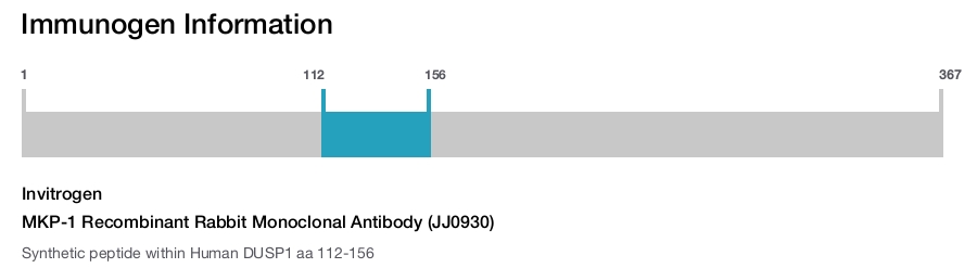 MKP-1 Recombinant Rabbit Monoclonal Antibody (JJ0930)