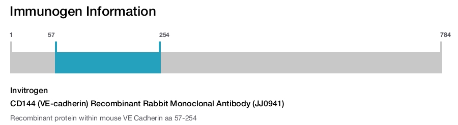 CD144 (VE-cadherin) Recombinant Rabbit Monoclonal Antibody (JJ0941)