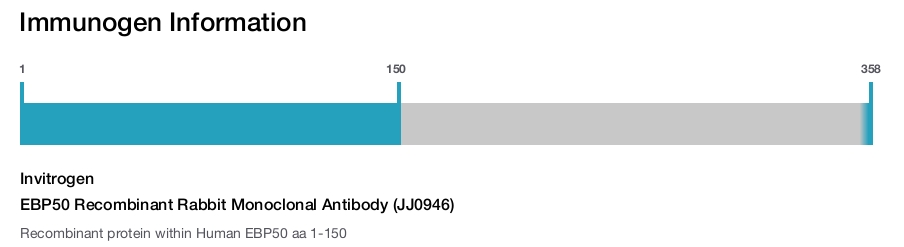 EBP50 Recombinant Rabbit Monoclonal Antibody (JJ0946)