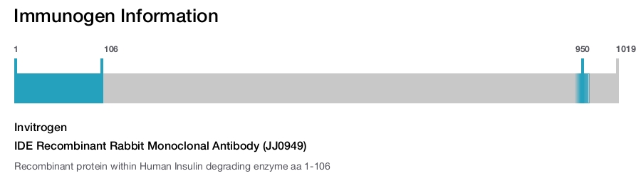 IDE Recombinant Rabbit Monoclonal Antibody (JJ0949)