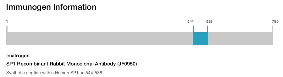 SP1 Recombinant Rabbit Monoclonal Antibody (JF0950)
