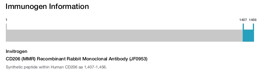 CD206 (MMR) Recombinant Rabbit Monoclonal Antibody (JF0953)