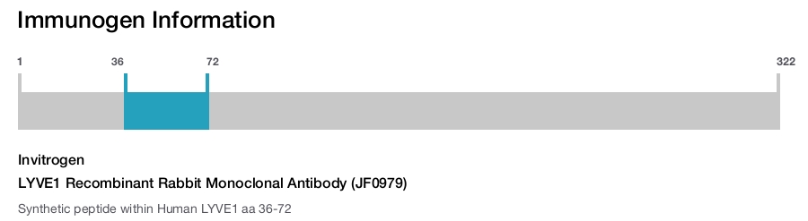 LYVE1 Recombinant Rabbit Monoclonal Antibody (JF0979)