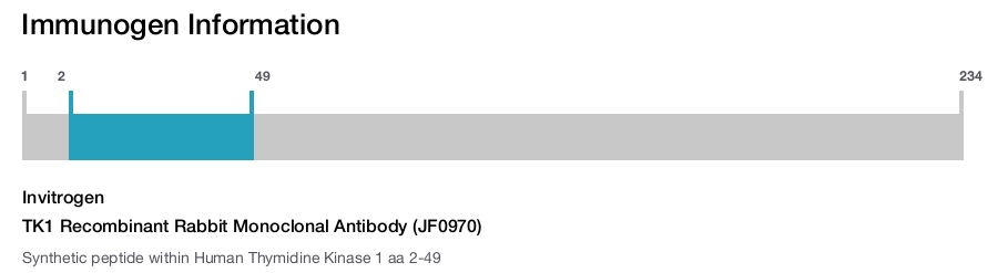 TK1 Recombinant Rabbit Monoclonal Antibody (JF0970)