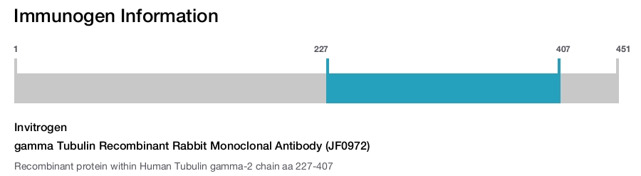 gamma Tubulin Recombinant Rabbit Monoclonal Antibody (JF0972)