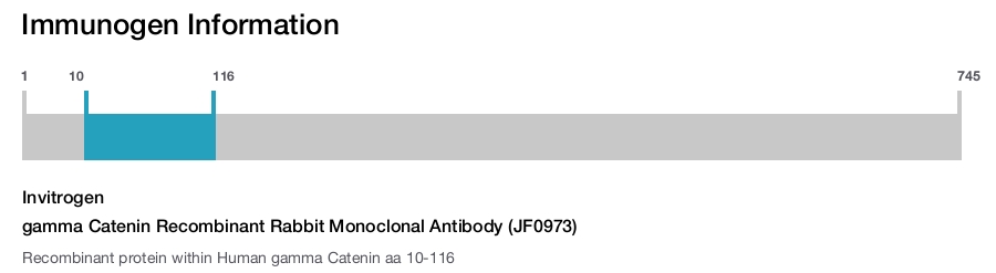 gamma Catenin Recombinant Rabbit Monoclonal Antibody (JF0973)