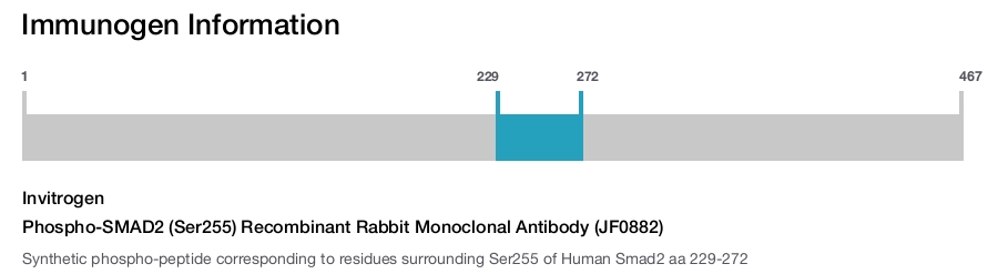 Phospho-SMAD2 (Ser255) Recombinant Rabbit Monoclonal Antibody (JF0882)