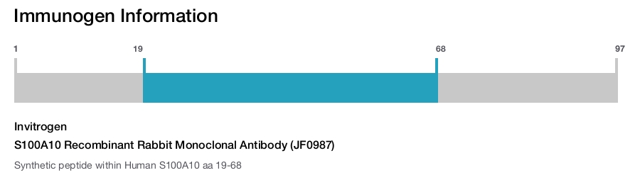 S100A10 Recombinant Rabbit Monoclonal Antibody (JF0987)