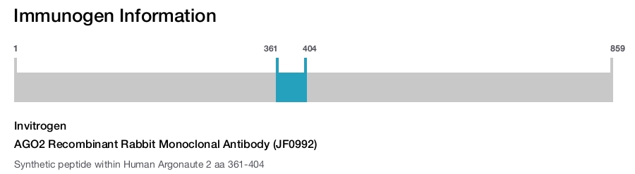 AGO2 Recombinant Rabbit Monoclonal Antibody (JF0992)