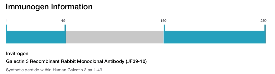 Galectin 3 Recombinant Rabbit Monoclonal Antibody (JF39-10)