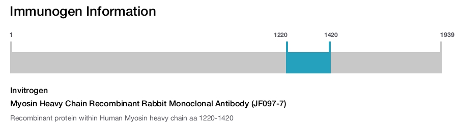 Myosin Heavy Chain Recombinant Rabbit Monoclonal Antibody (JF097-7)