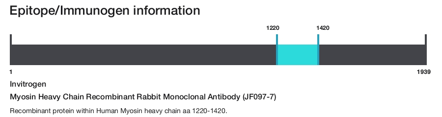 Myosin Heavy Chain Recombinant Rabbit Monoclonal Antibody (JF097-7)