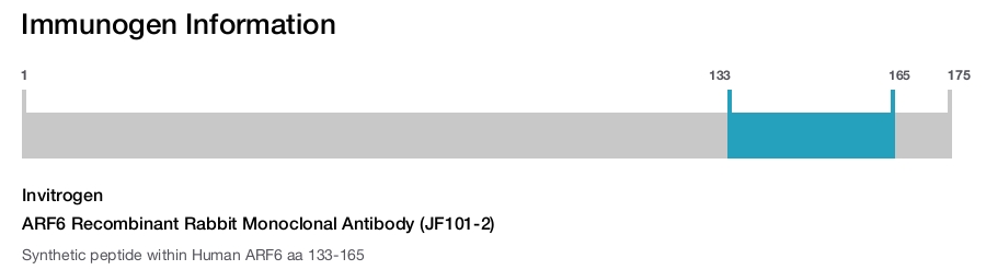 ARF6 Recombinant Rabbit Monoclonal Antibody (JF101-2)